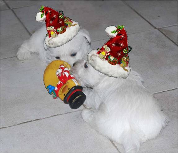 http://www.westie.it/auguri2013.jpg