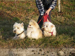 WillyPeter, Golia e Bianca