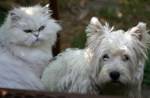 http://www.westie.it/images/tubbycarattere.jpg